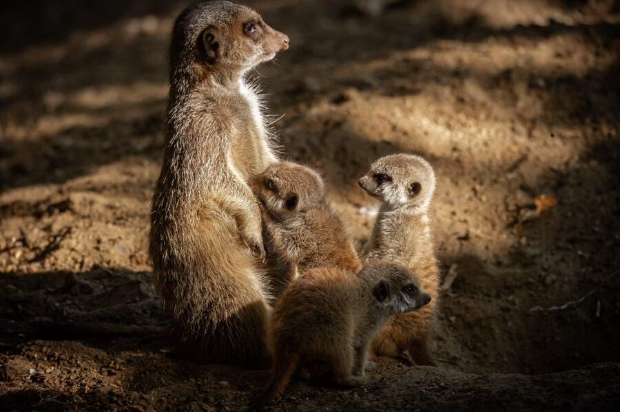 Antwerp: ZOO Entry Ticket - Key points to know before you go