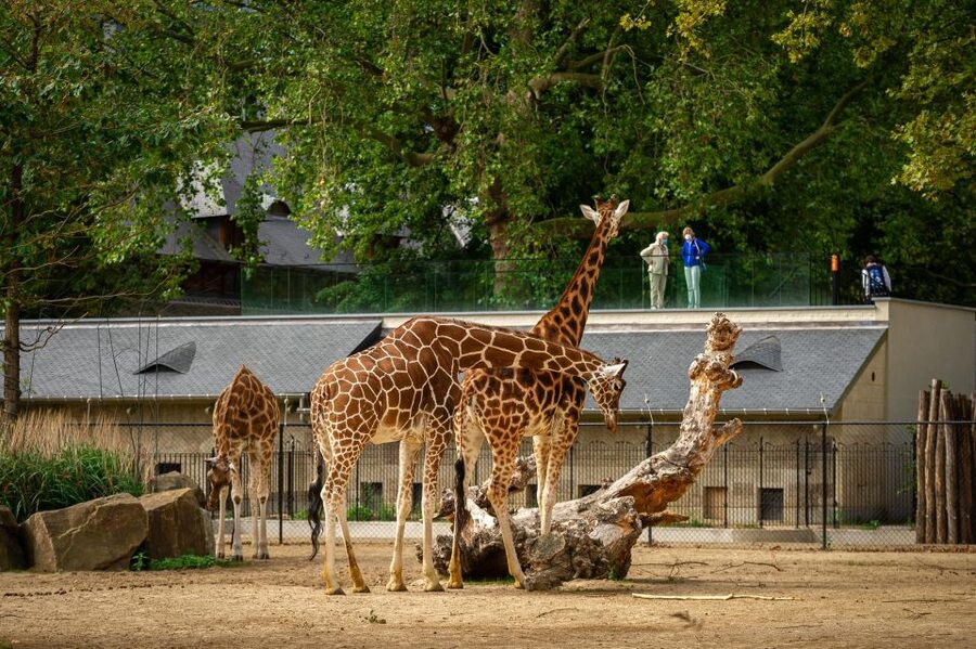 Antwerp: ZOO Entry Ticket - Keeper talks and feeding times in Dutch