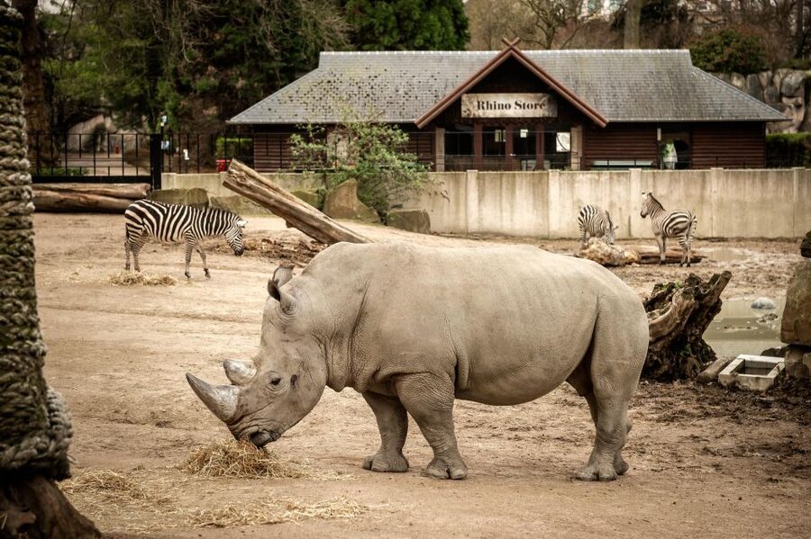 Antwerp: ZOO Entry Ticket - Historic buildings give the zoo its character