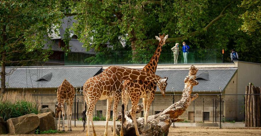 Antwerp: ZOO Entry Ticket - A practical family day with a playground
