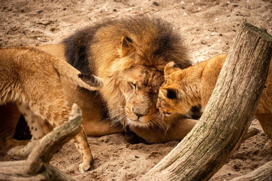 Antwerp: ZOO Entry Ticket - Getting there and planning your route