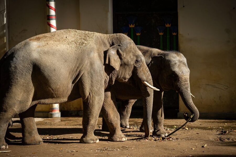 Antwerp: ZOO Entry Ticket - Starting with the great apes and elephants