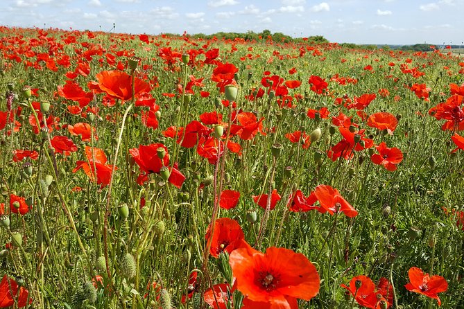 Australian Battlefields Private Tour in Flanders from Bruges - Fromelles: beginning with the missing and the buried