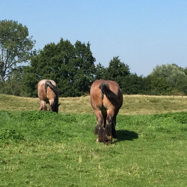 Bruges: Flatlands Guided Bike Tour - Damme, a former port with Napoleon in the story
