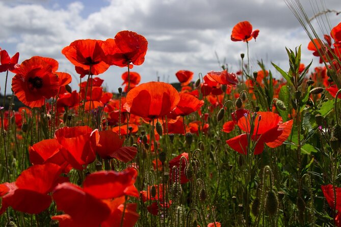 Flanders Fields Remembrance Tour from Brussels - Hill 60 and the former front line