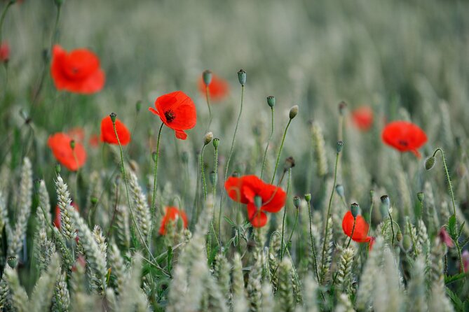 In Flanders Fields and Passchendaele Grand Tour - Langemark: a different memorial tradition