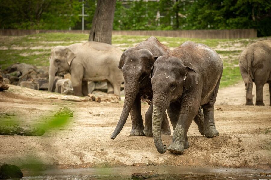 Mechelen: Planckendael ZOO Entry Ticket - Key Points at a Glance