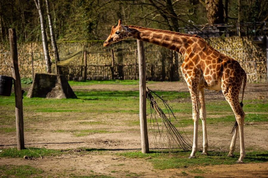 Mechelen: Planckendael ZOO Entry Ticket - Making the Feeding Schedule Work