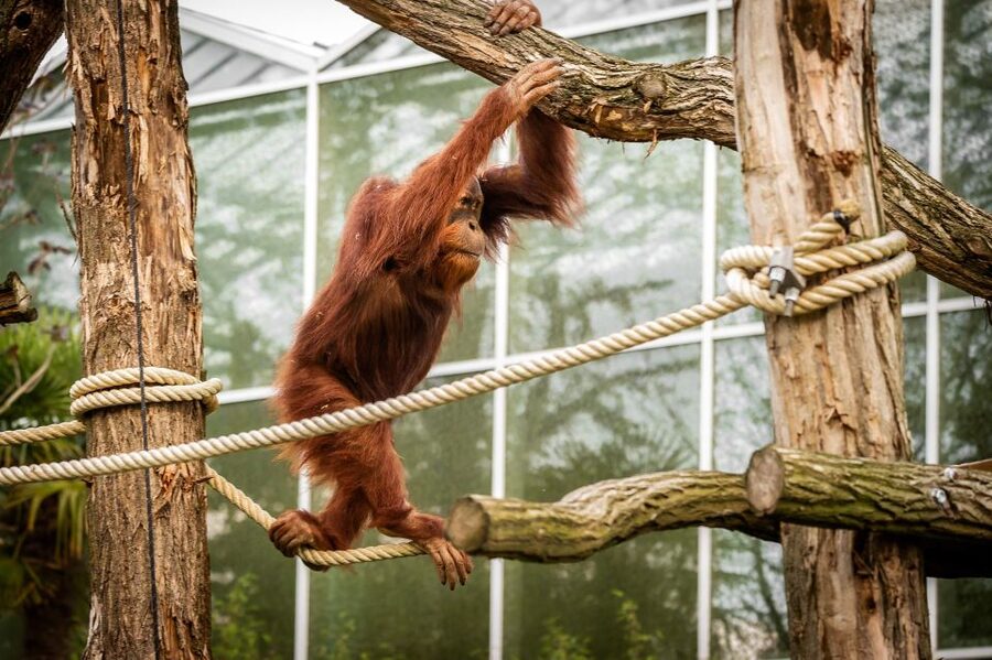 Mechelen: Planckendael ZOO Entry Ticket - Family Facilities That Make the Day Easier