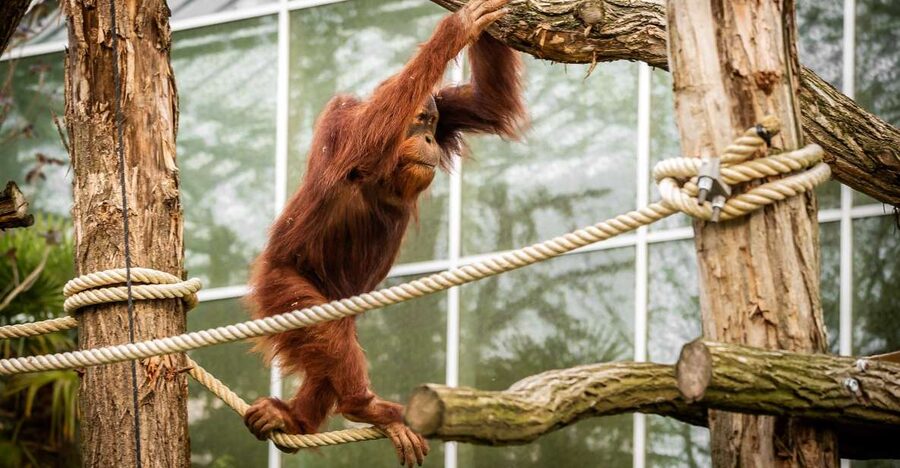 Mechelen: Planckendael ZOO Entry Ticket - Who Will Enjoy Planckendael Most?