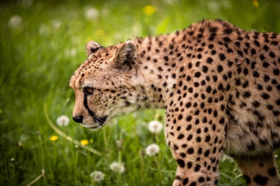 Mechelen: Planckendael ZOO Entry Ticket - From African Savannah to Penguin Country