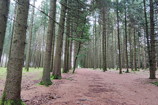 The Battle of the Bulge Experience - A day tour from Brussels - Foy, Recogne, and the human cost