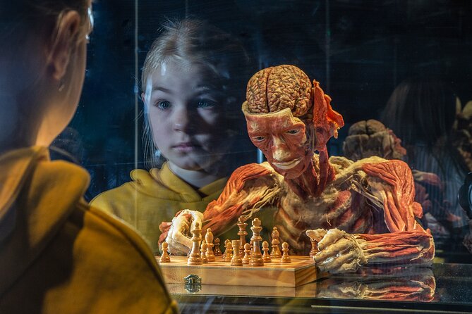 Ticket Expo Body Worlds in Bruges, Belgium - What Body Worlds Vital Shows You in Bruges