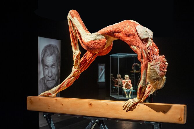 Ticket Expo Body Worlds in Bruges, Belgium - The Anatomical Mirror and Body Movement