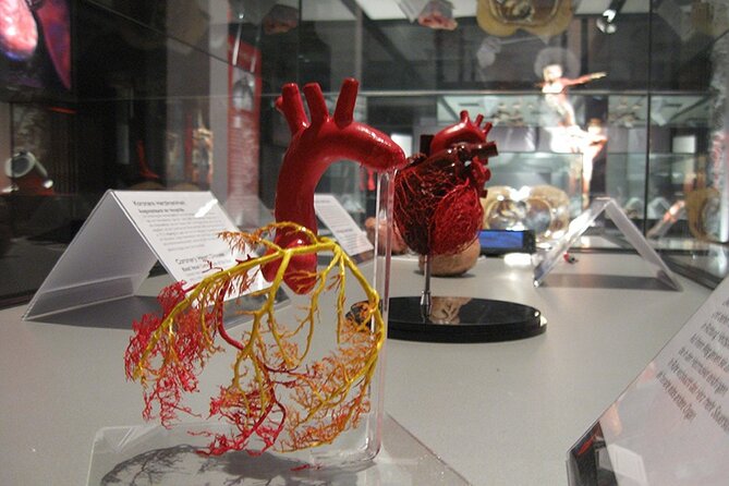 Ticket Expo Body Worlds in Bruges, Belgium - A Visit That Takes One to Two Hours